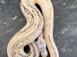 Male super pastel cinnamon, leopard, lesser desert ghost