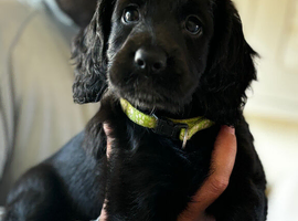 F1B ready now reduced last girl