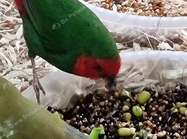 Young red face parrot finches