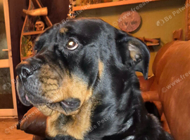 Female rottweiler