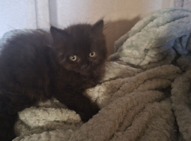 Beautiful Ragdoll x Persian kittens in door homes
