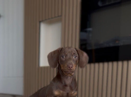 Gorgeous mini smooth haired dachshund