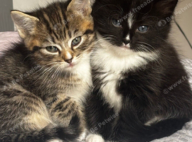 Kittens six weeks