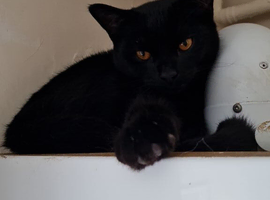 2 black male kitten