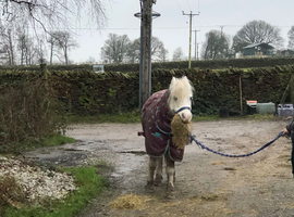 12hh Gelding Perfect First Pony