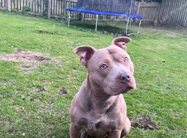 DOG FOR SALE