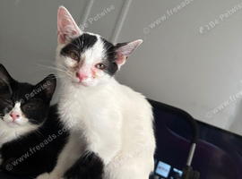 Black and white boy kitten