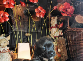 F1B Jackapoo/Parson Pups