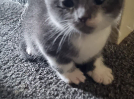 Kittens 8 weeks old ready to go