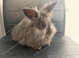 Lionhead minilionlop mixed breed