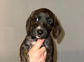 Jackapoo X Mini Dachshund (Doxiepoo)
