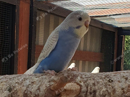 Budgies