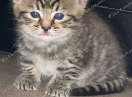 Kitten