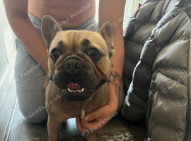 Female fawn French bulldog