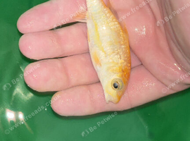 2x butterfly koi's