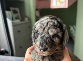 Cockapoo Puppies