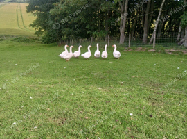 7 Embden Female Geese