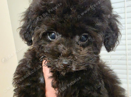 Asian Toy Poodle dark GIRLS