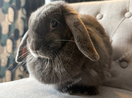 Gorgeous grey rabbit