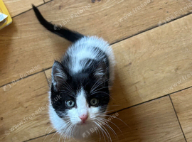 Ragdoll x tabby