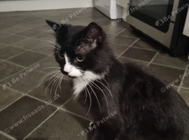 Male Cat