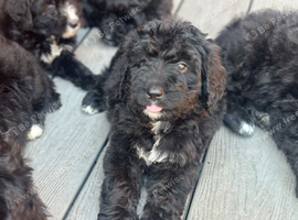STANDARD F1 BERNADOOLE GIRLS FULL HEALTH TESTED /VACCINATED REDUCED 1400