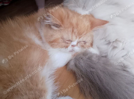Gorgeous ginger female Persian kitten