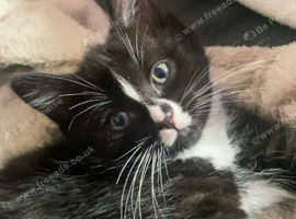 Female Kitten