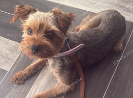 Boy terrier