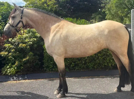 TOP CLASS Connemara mare available!