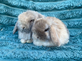 Mini lops