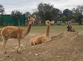 1 Male Huacaya Alpaca Fawn
