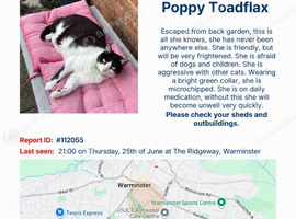 Poppy Toadflax is missing