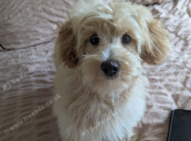 F1 teddy bear maltipoo 1 boy and 1 girl available