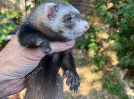 Baby female ferrets ready now