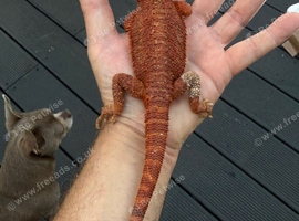 Bearded dragons from 150