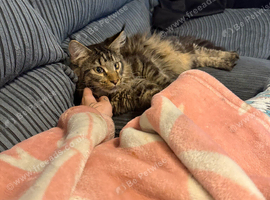Male Mainecoon