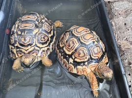 2 x young leopard tortoises