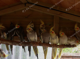 Cockatiel babies