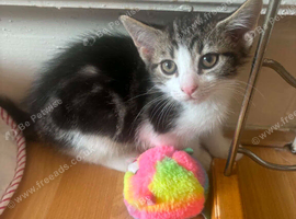 10week male kitten
