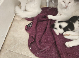 1 kitten for
