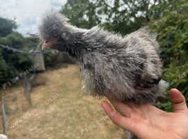 Silkie rooster