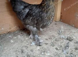 Bantam chicken