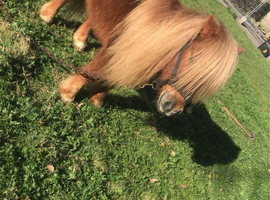 stallion shetland