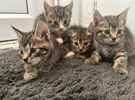 TABBY KITTENS (only 2 left)