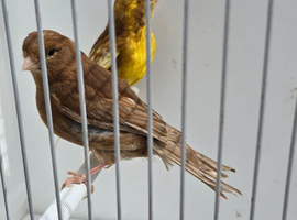 BEAUTIFUL PROVEN PAIR OF PHAEO