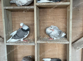 Young rollers for sale