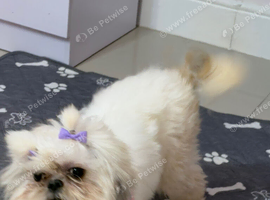 Lola need new home