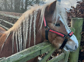 12h approx gelding