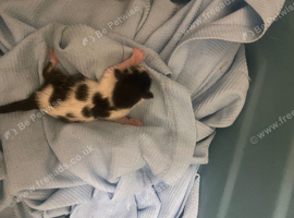 5 kittens looking for their forever home